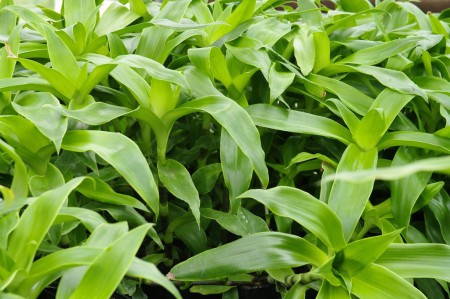 Kalisia voňavá - Callisia fragrans
