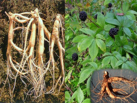 Eleuterokok trnitý (sibirsky žen-šen)-adaptogén