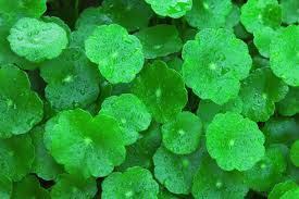 Gotu Kola - pupočník ázijský