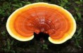 Reishi - Ganoderma lucidum (Leskokôrka)-adaptogén